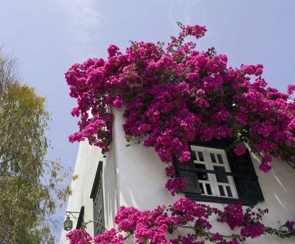 Greece, Mykonos, Hora Bougainvillea flowers